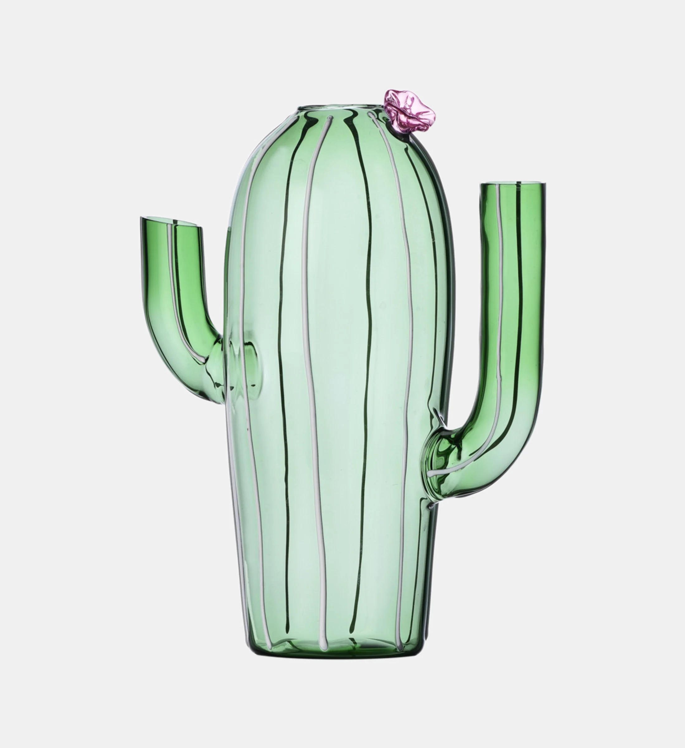 DESERT PLANTS - Cruche cactus